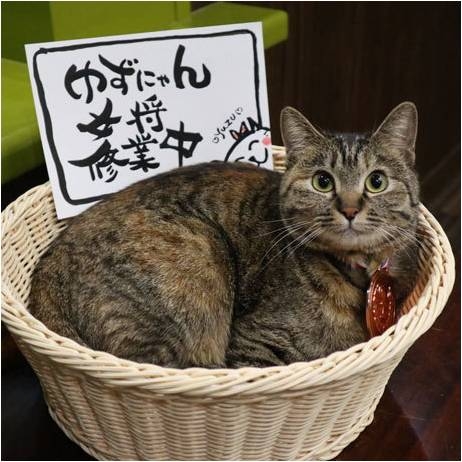 【看板犬】看板動物を貼るトピ【看板猫など】