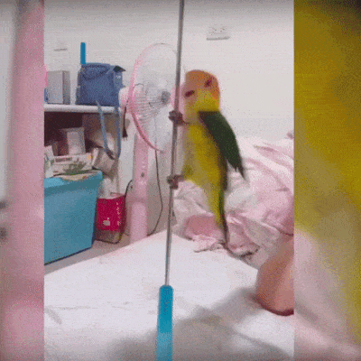 【インコ・オウム】鳥を飼っている人【文鳥・フィンチ類】