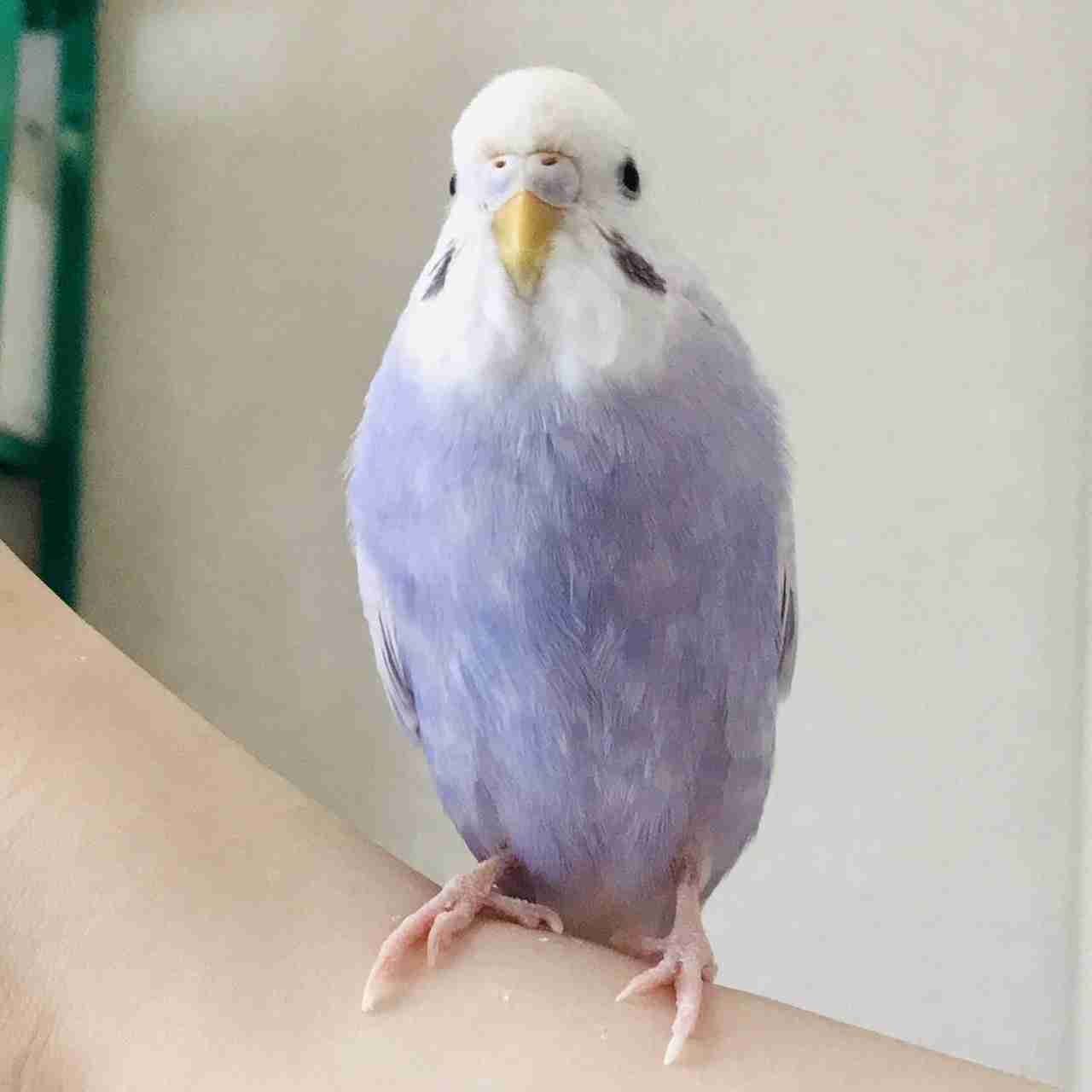 【インコ・オウム】鳥を飼っている人【文鳥・フィンチ類】