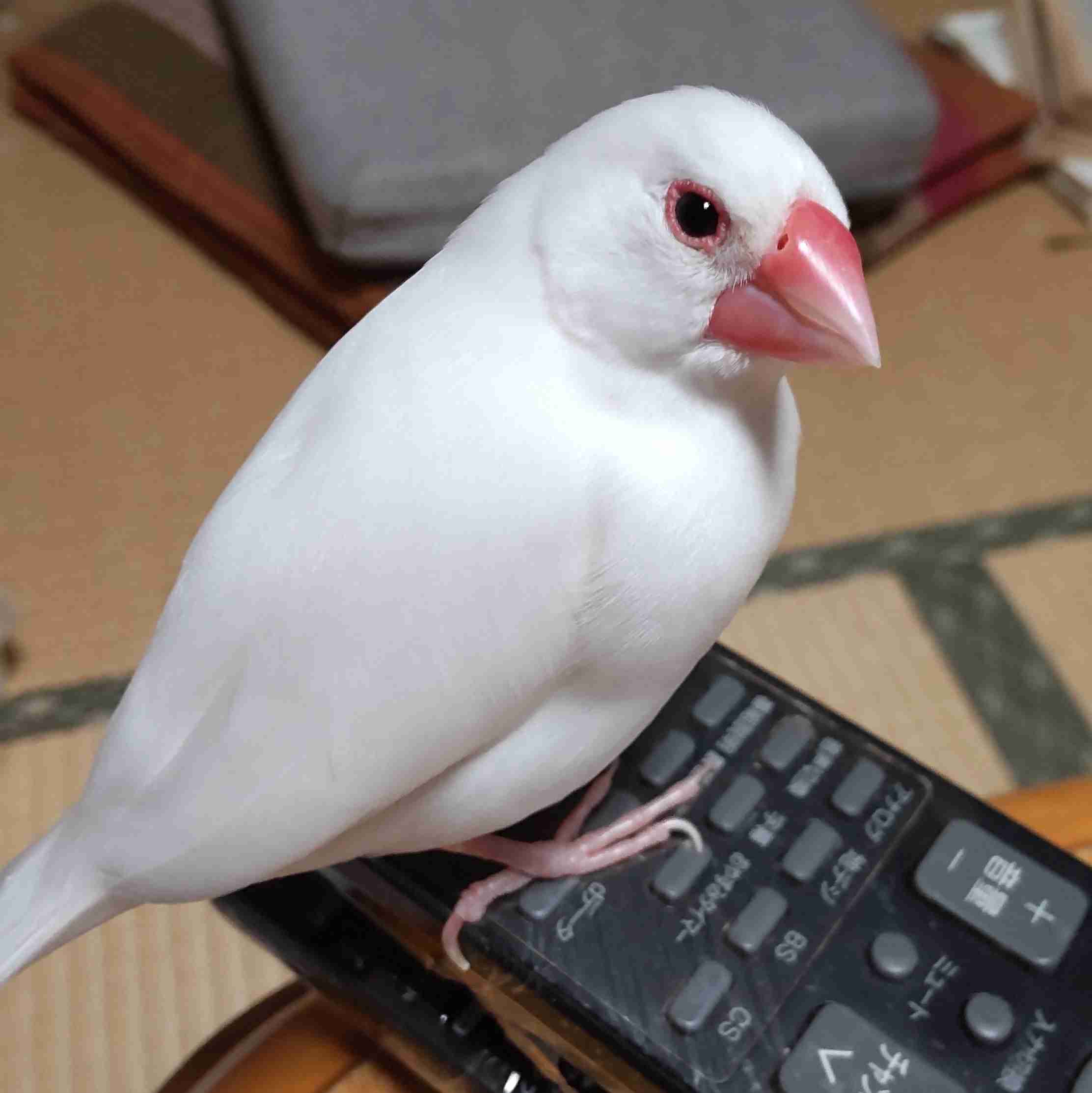 【インコ・オウム】鳥を飼っている人【文鳥・フィンチ類】
