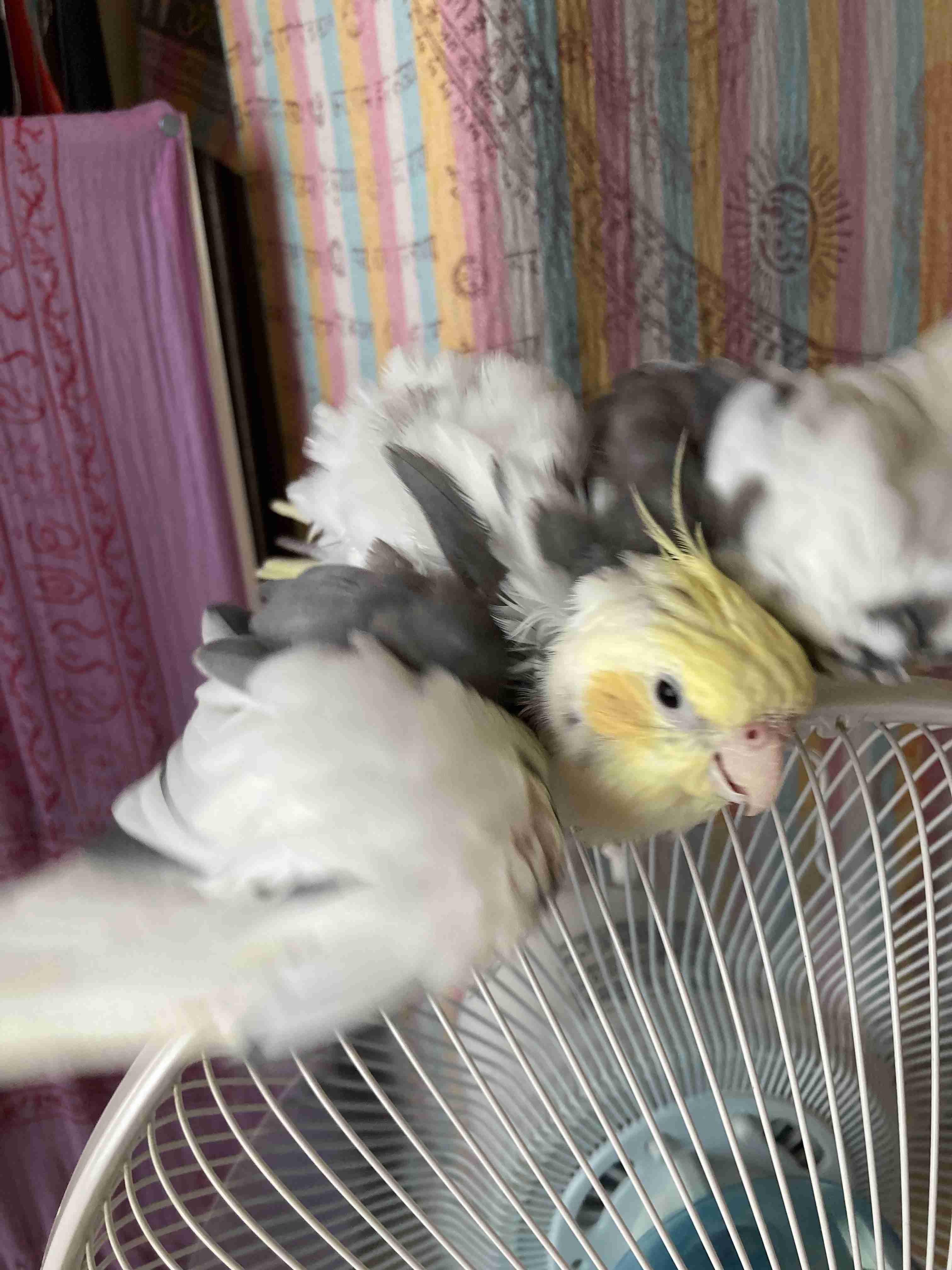 【インコ・オウム】鳥を飼っている人【文鳥・フィンチ類】
