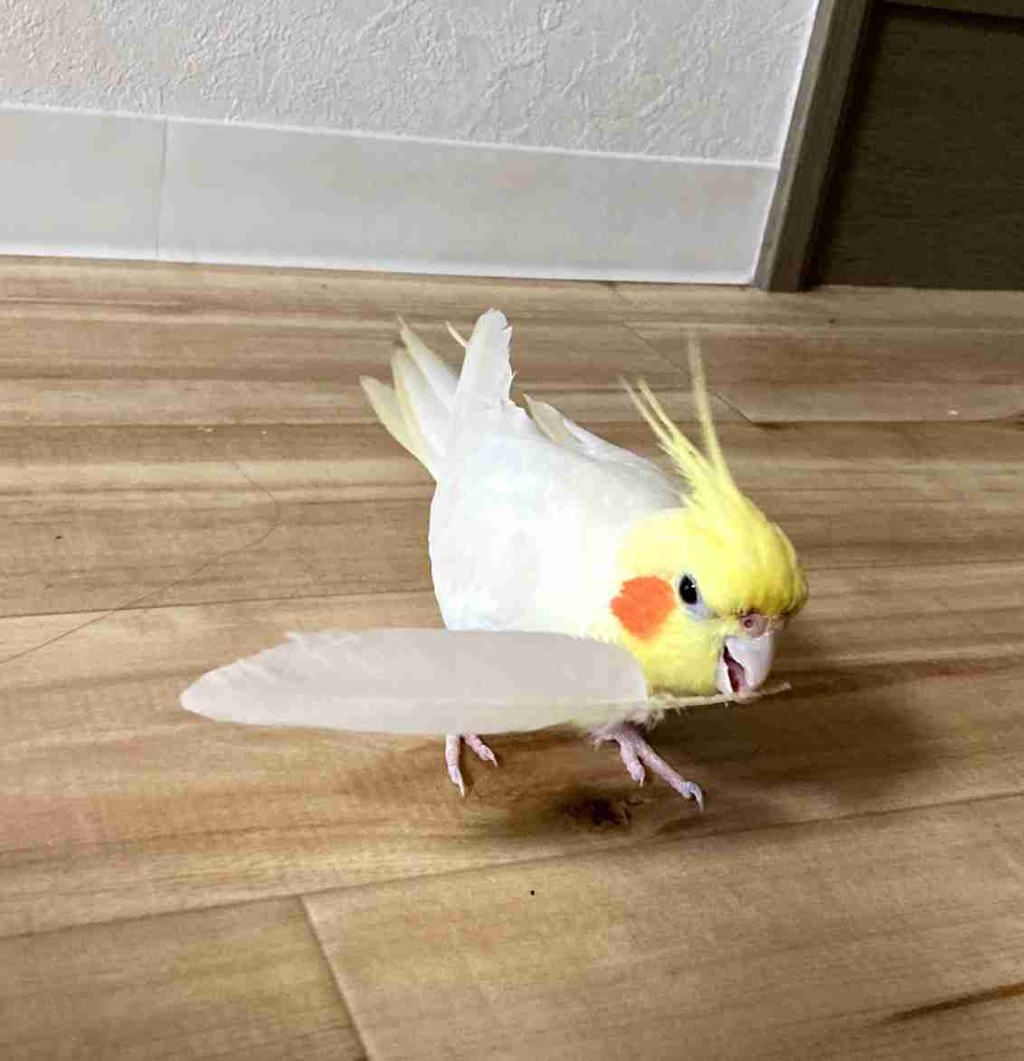 【インコ・オウム】鳥を飼っている人【文鳥・フィンチ類】