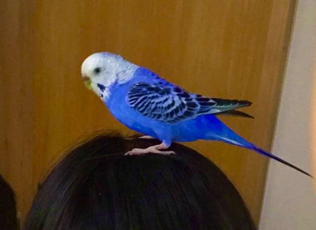 【インコ・オウム】鳥を飼っている人【文鳥・フィンチ類】