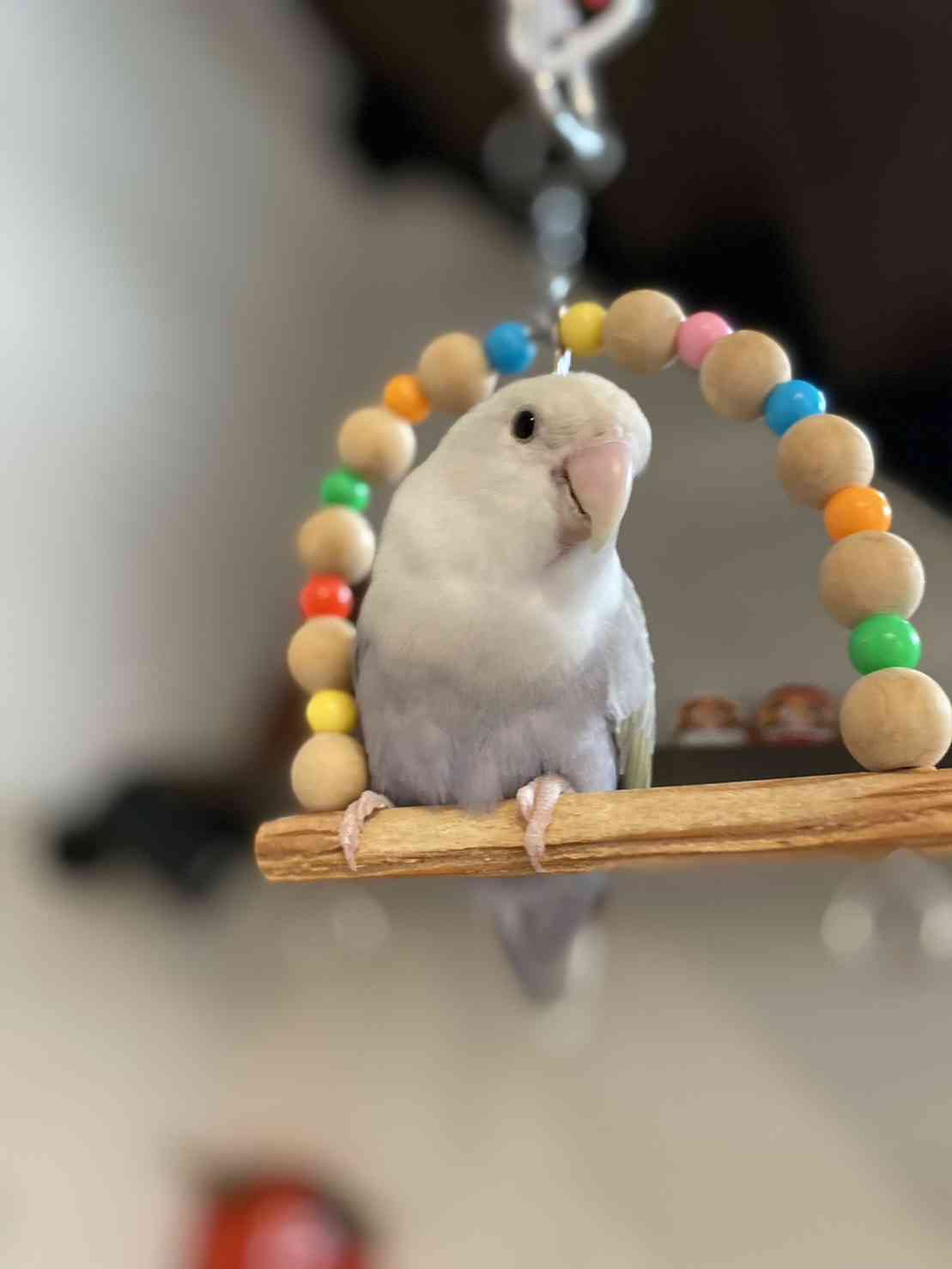 【インコ・オウム】鳥を飼っている人【文鳥・フィンチ類】