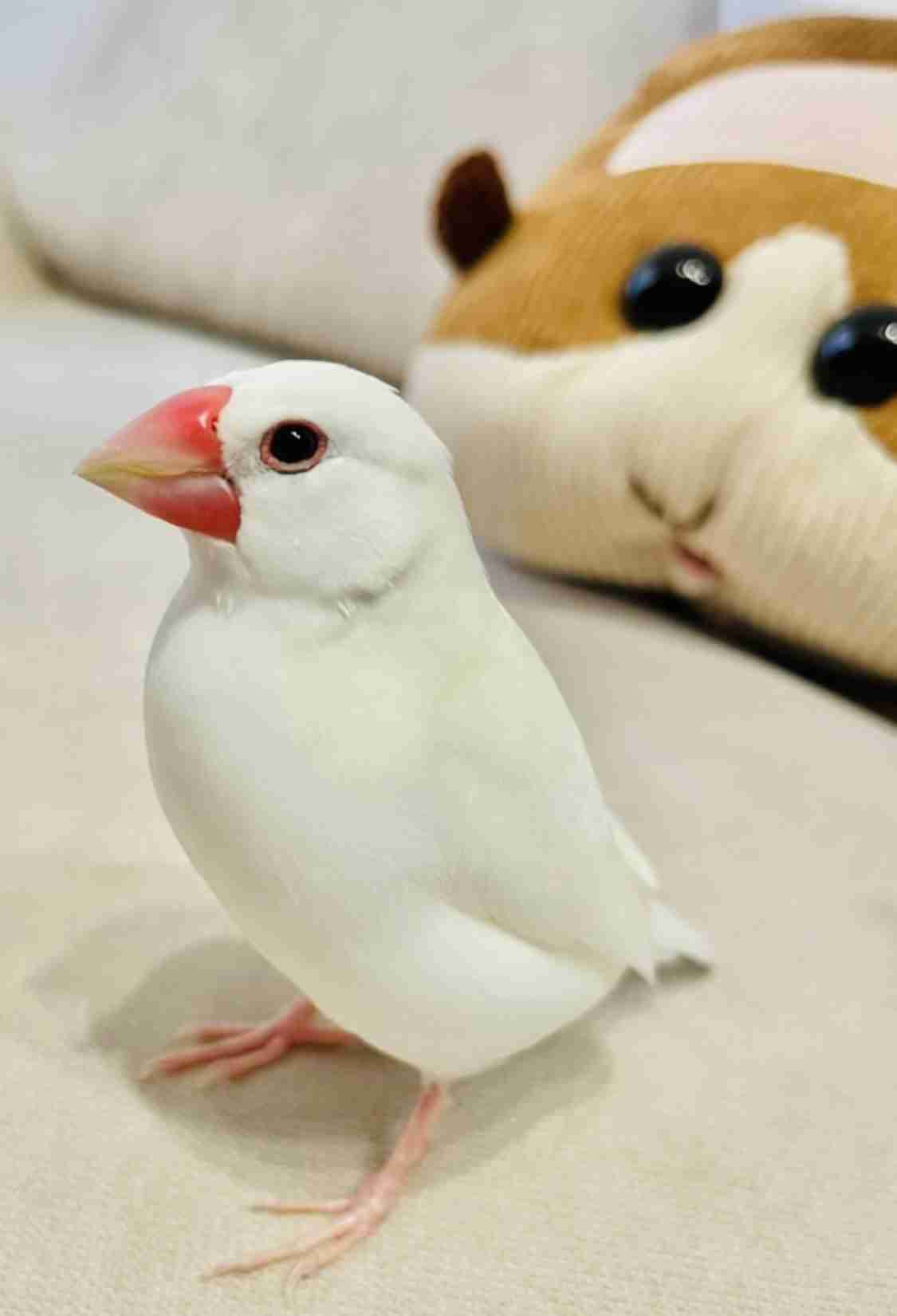 【インコ・オウム】鳥を飼っている人【文鳥・フィンチ類】