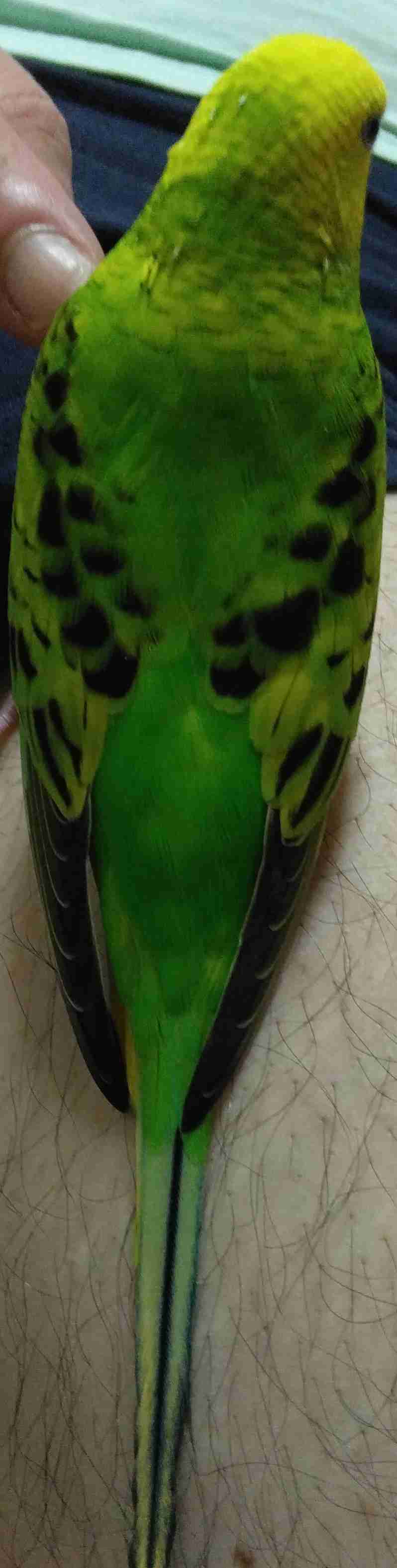 【インコ・オウム】鳥を飼っている人【文鳥・フィンチ類】