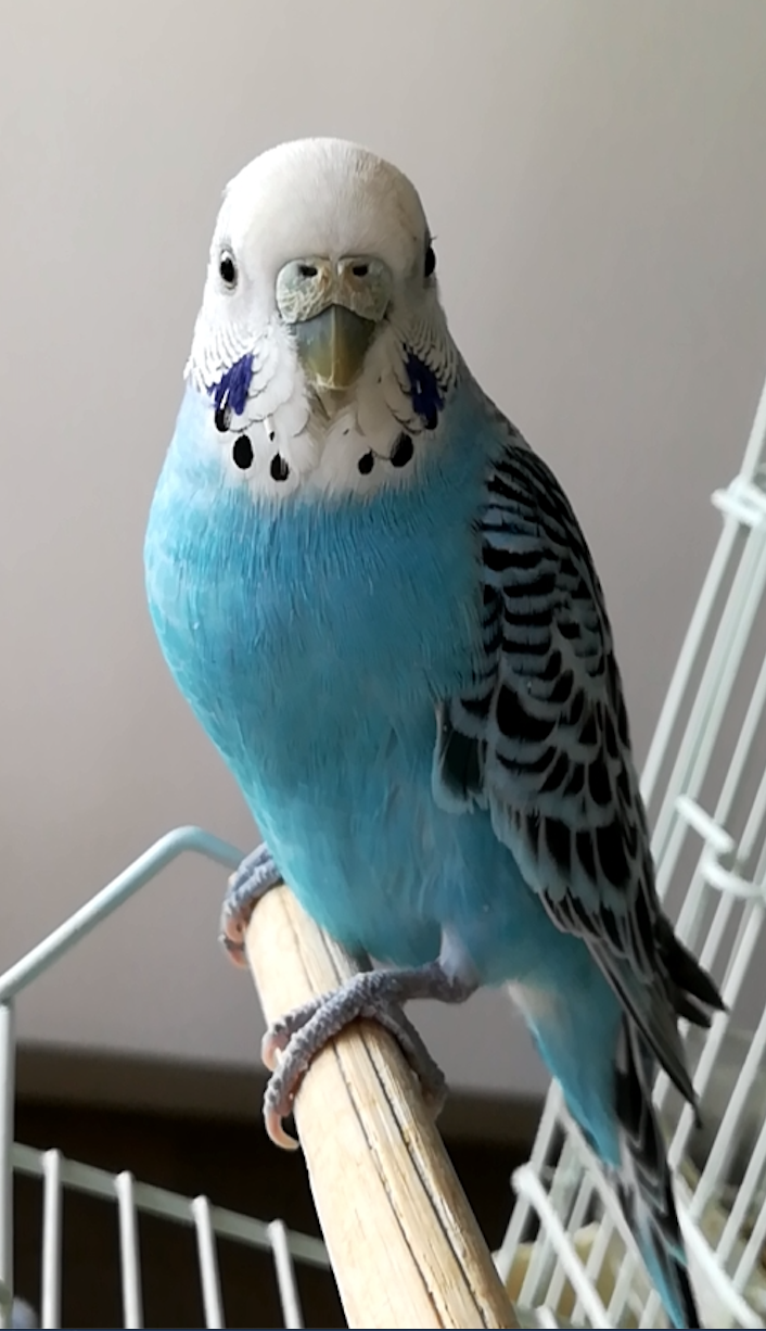 【インコ・オウム】鳥を飼っている人【文鳥・フィンチ類】