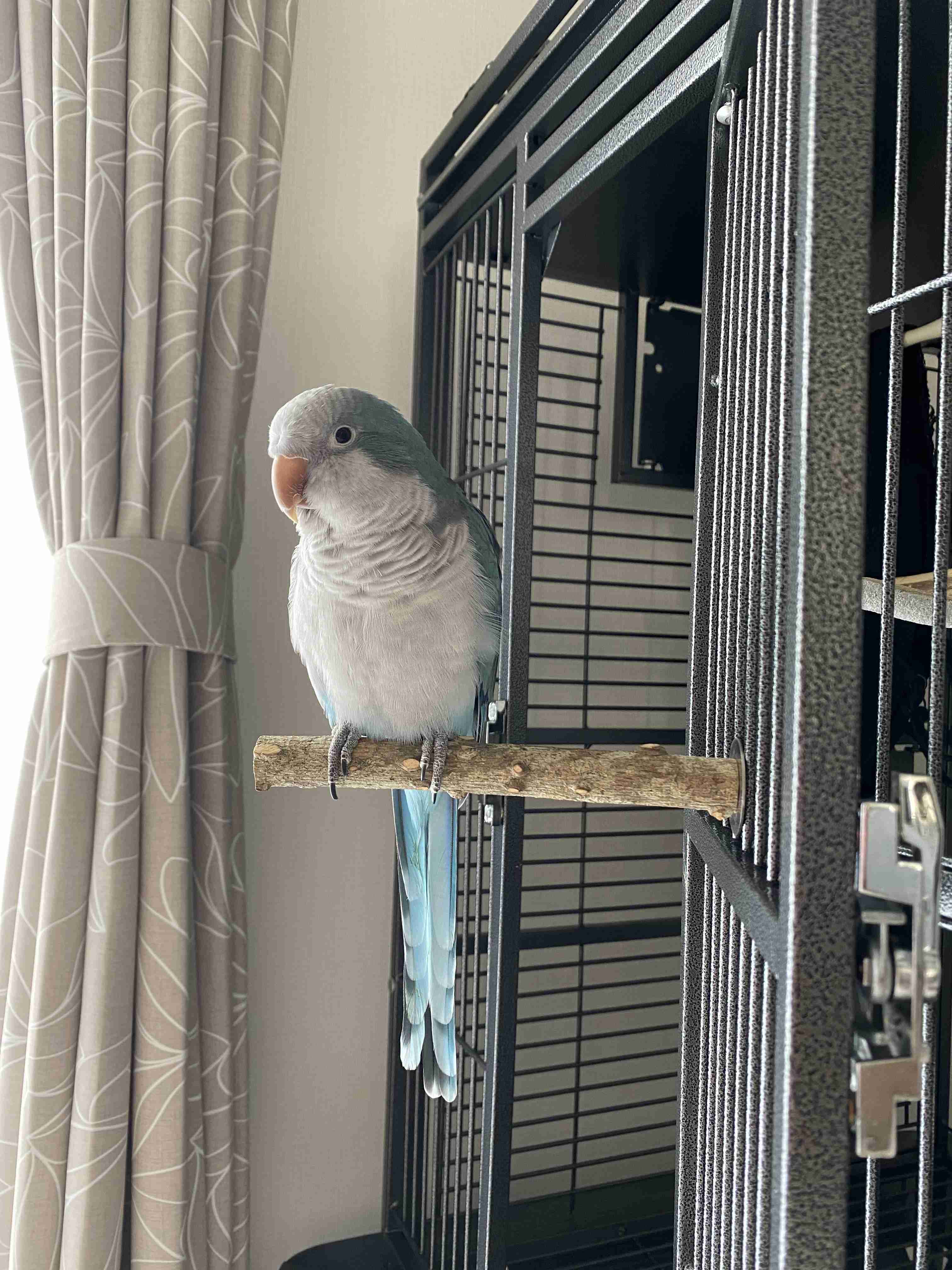 【インコ・オウム】鳥を飼っている人【文鳥・フィンチ類】