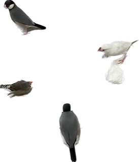 【インコ・オウム】鳥を飼っている人【文鳥・フィンチ類】