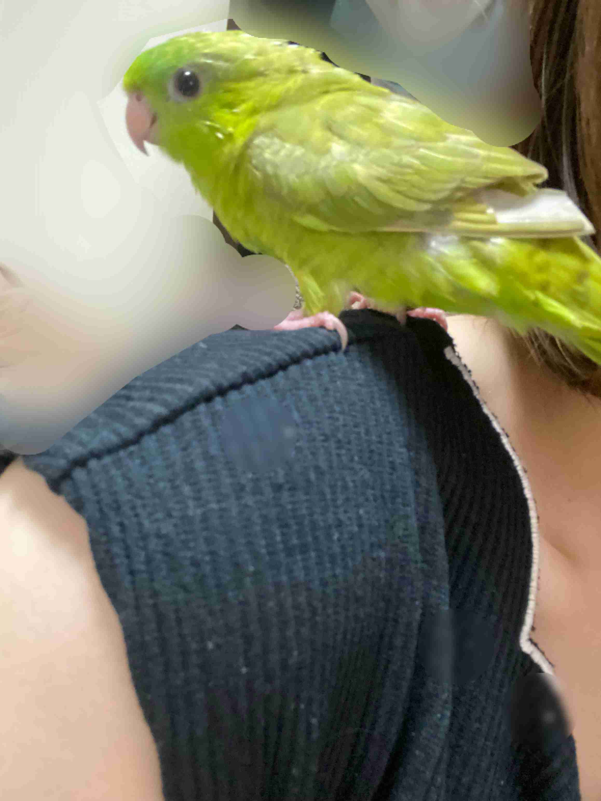 【インコ・オウム】鳥を飼っている人【文鳥・フィンチ類】