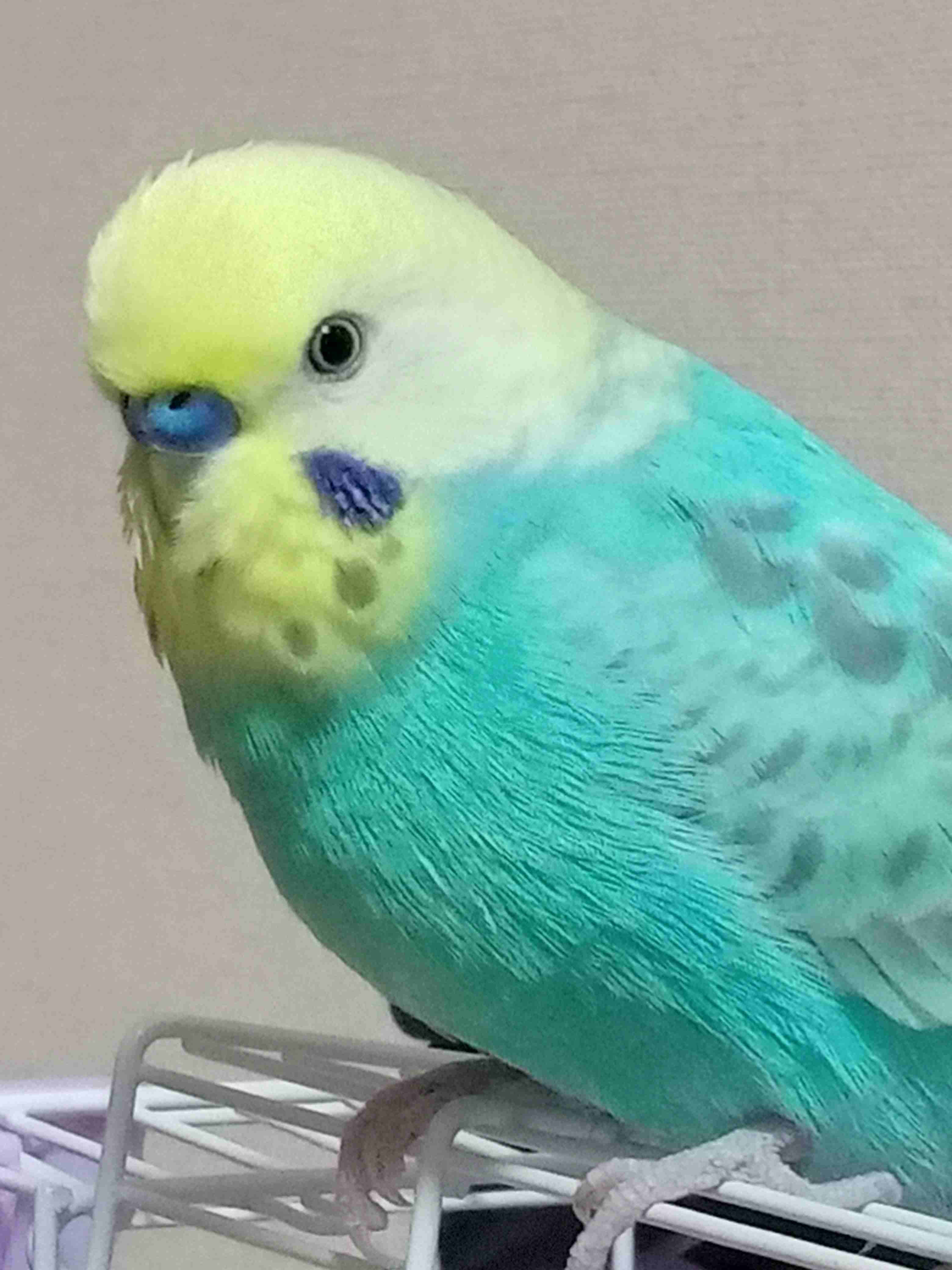 【インコ・オウム】鳥を飼っている人【文鳥・フィンチ類】