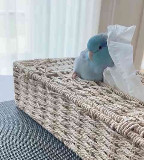 【インコ・オウム】鳥を飼っている人【文鳥・フィンチ類】