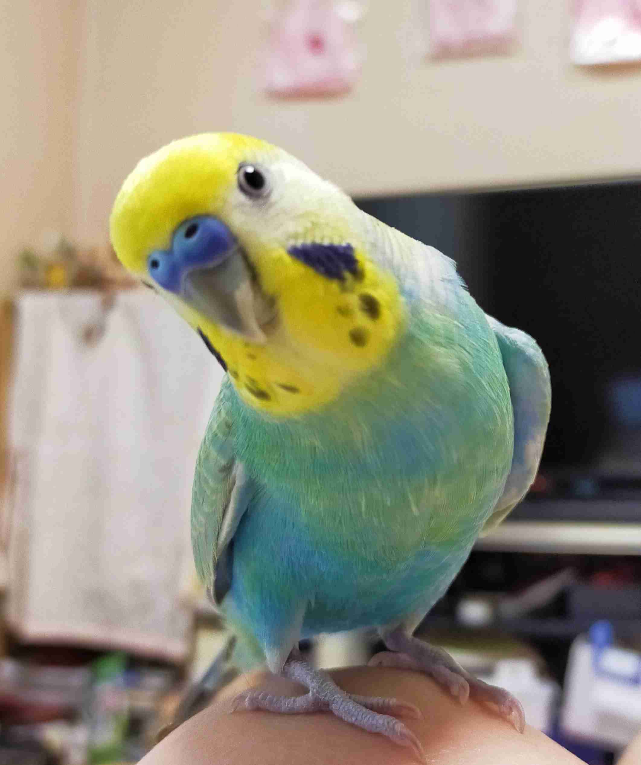 【インコ・オウム】鳥を飼っている人【文鳥・フィンチ類】