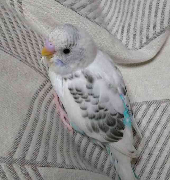【インコ・オウム】鳥を飼っている人【文鳥・フィンチ類】