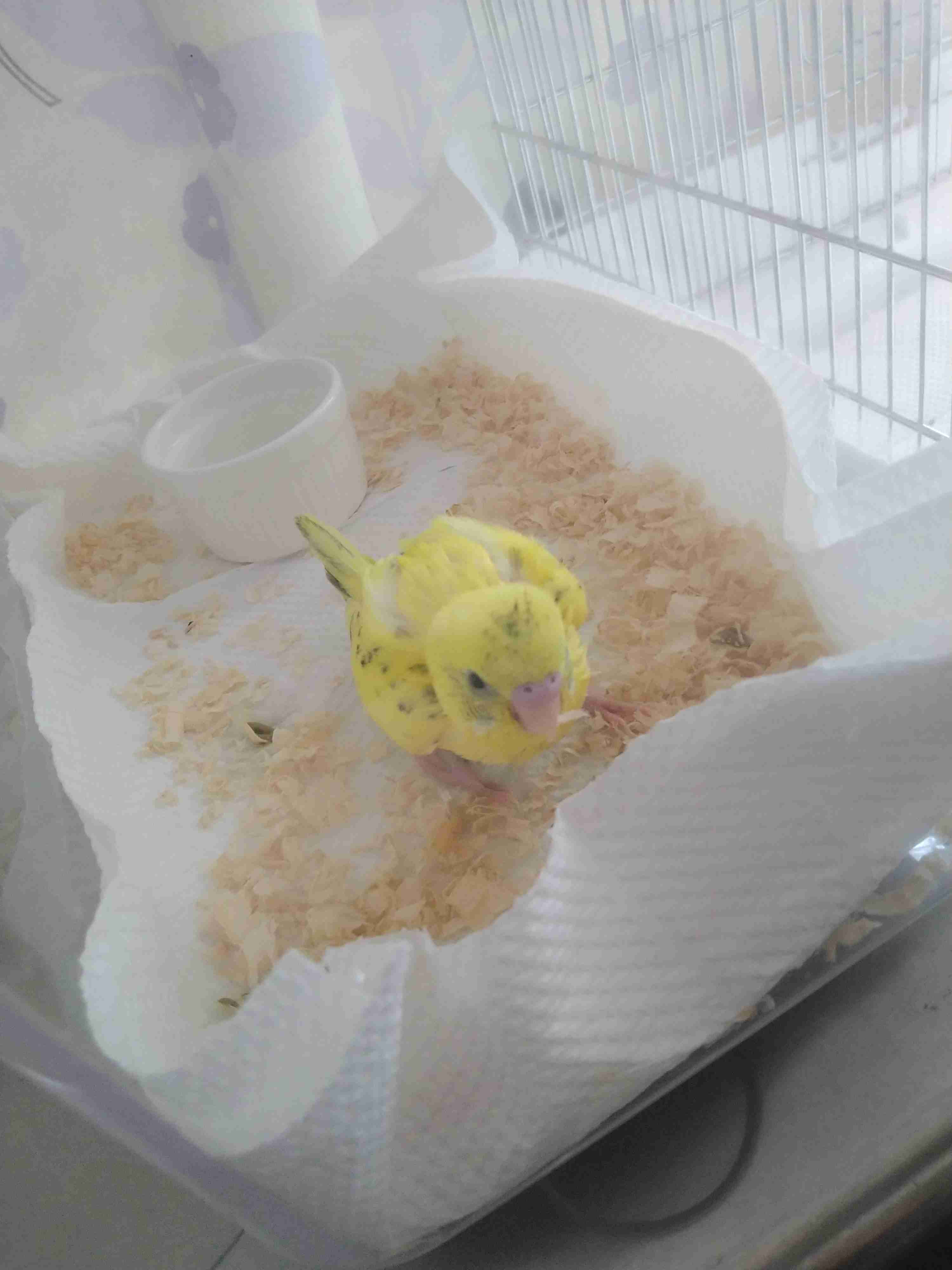 【インコ・オウム】鳥を飼っている人【文鳥・フィンチ類】