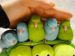 【インコ・オウム】鳥を飼っている人【文鳥・フィンチ類】