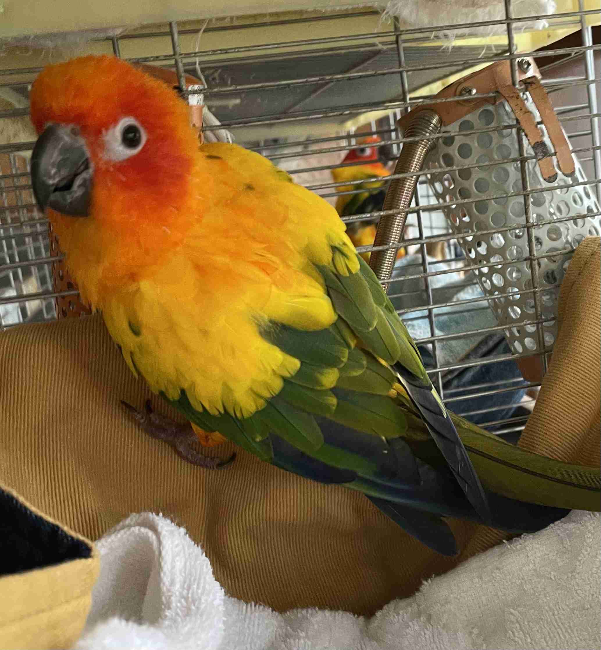 【インコ・オウム】鳥を飼っている人【文鳥・フィンチ類】