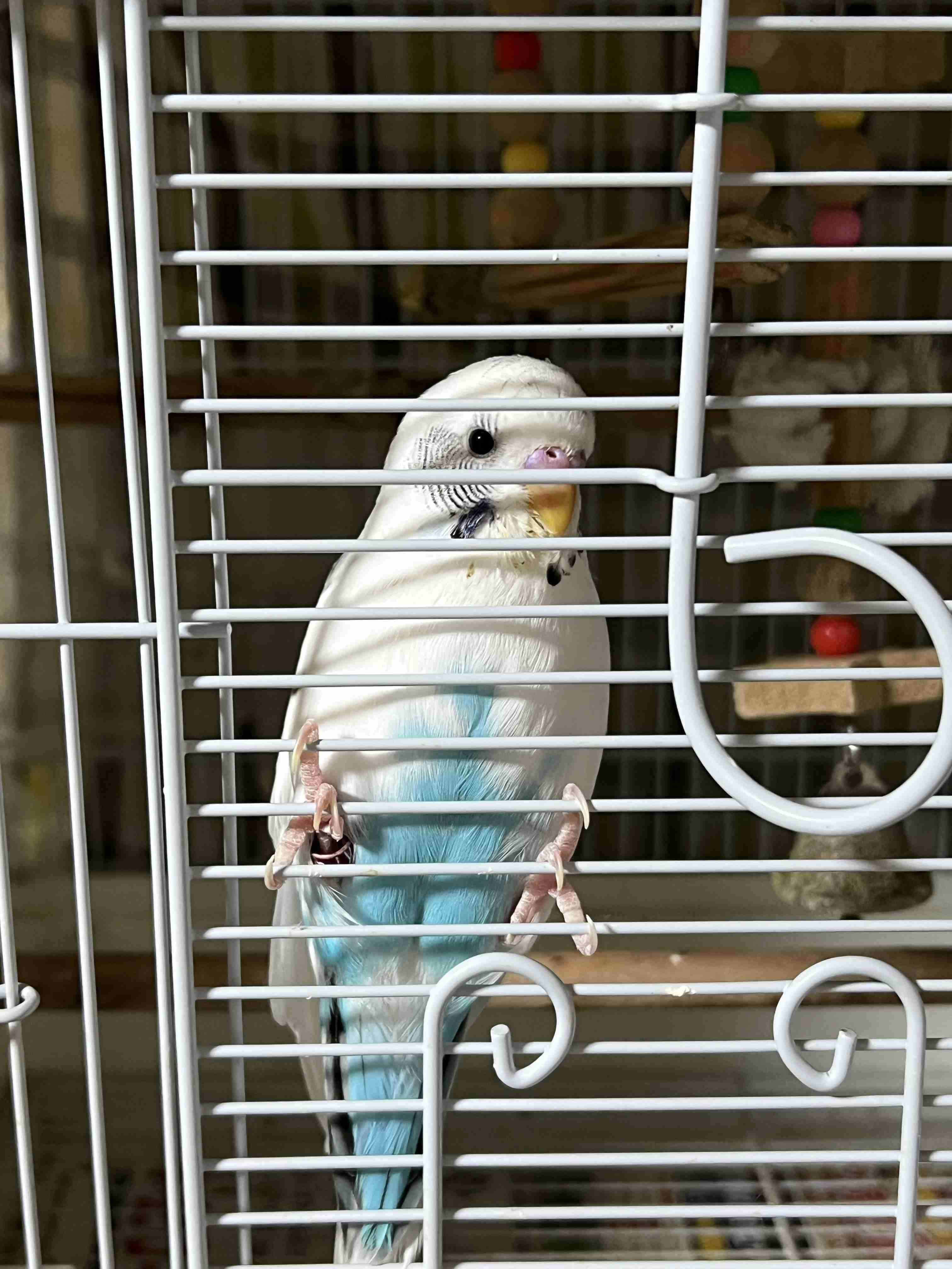 【インコ・オウム】鳥を飼っている人【文鳥・フィンチ類】