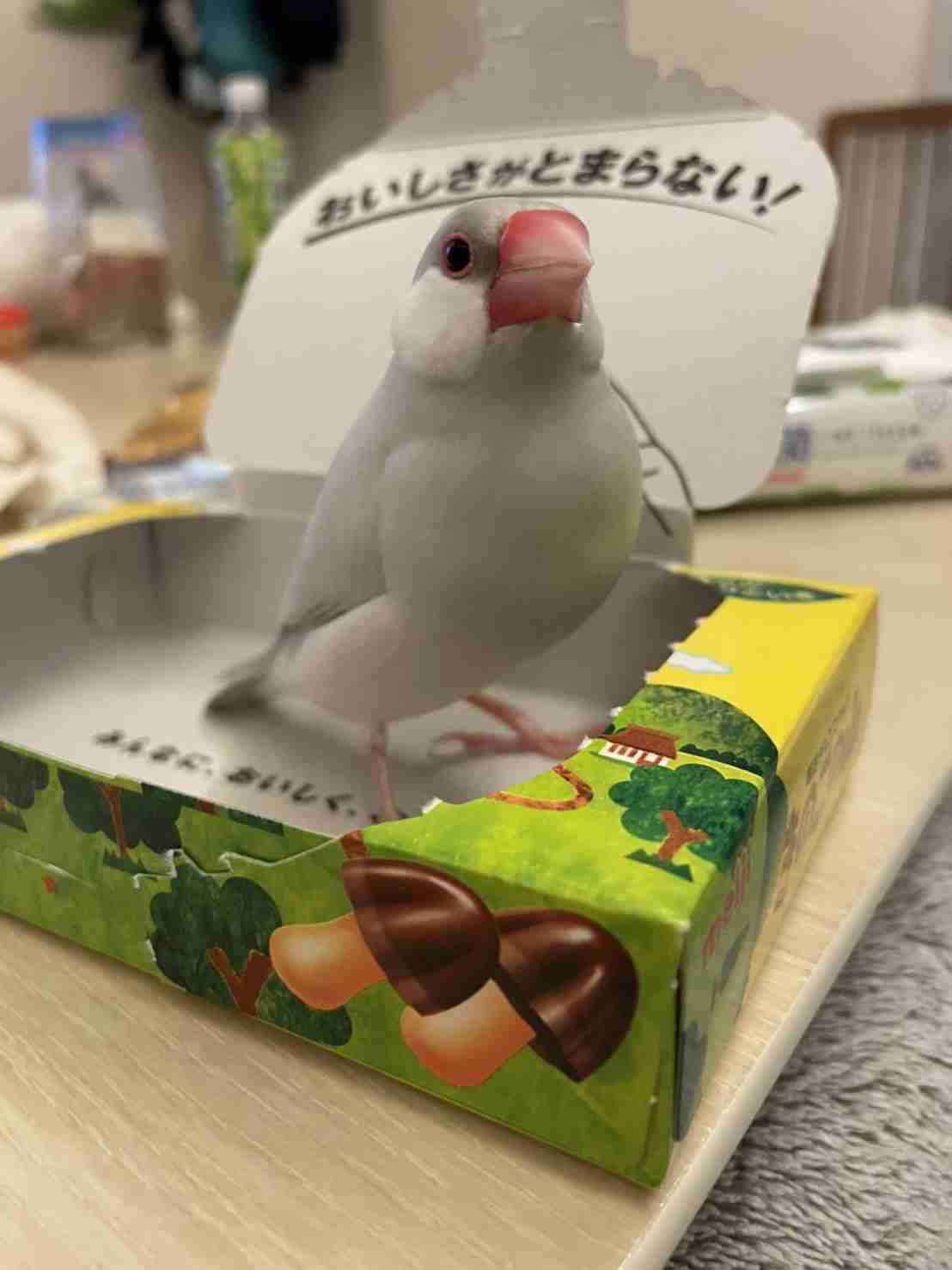 【インコ・オウム】鳥を飼っている人【文鳥・フィンチ類】