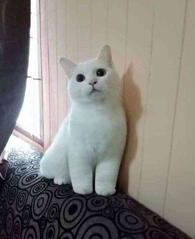 容量オーバー感、鳥がぎゅうぎゅうにくっついているだけ「なんでこんなに癒されるの…」