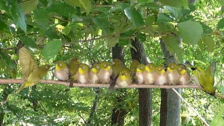 容量オーバー感、鳥がぎゅうぎゅうにくっついているだけ「なんでこんなに癒されるの…」