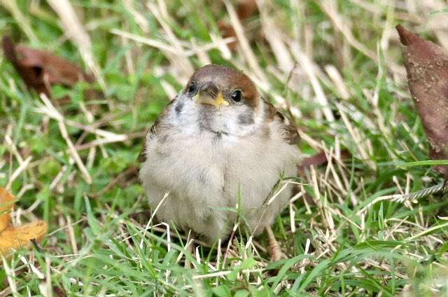 容量オーバー感、鳥がぎゅうぎゅうにくっついているだけ「なんでこんなに癒されるの…」