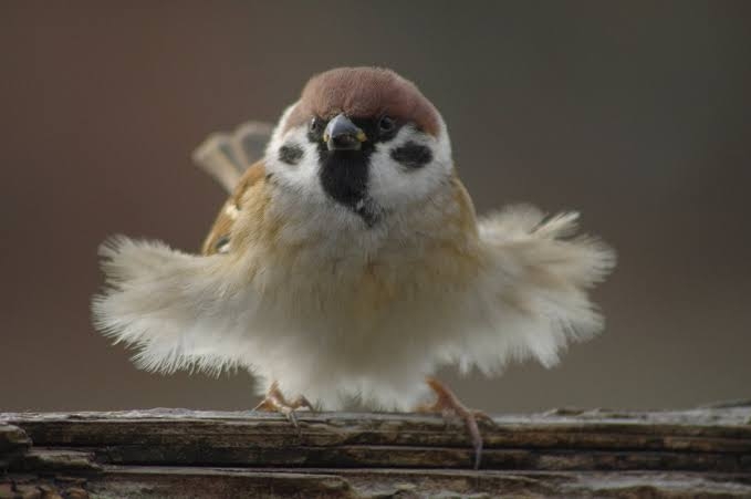 容量オーバー感、鳥がぎゅうぎゅうにくっついているだけ「なんでこんなに癒されるの…」