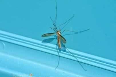 今年の虫事情