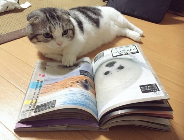 軽い相談に重く返信するトピ