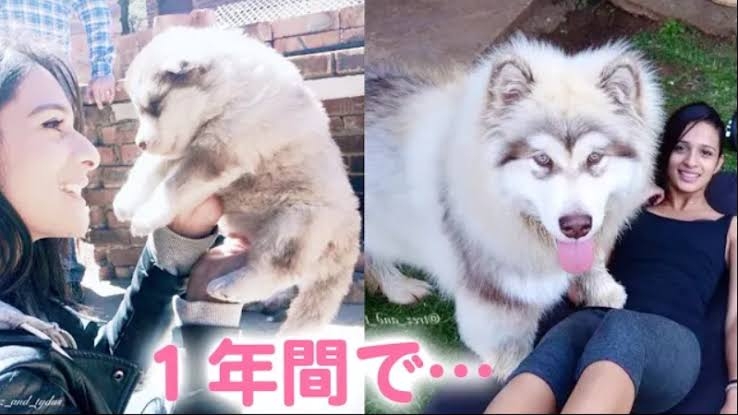 飼い主を強盗から救い、猫を火事から救出したアラスカン・マラミュートが英国で最も勇敢な犬として表彰