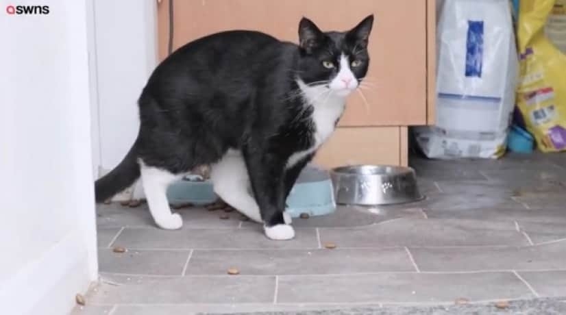 飼い主を強盗から救い、猫を火事から救出したアラスカン・マラミュートが英国で最も勇敢な犬として表彰