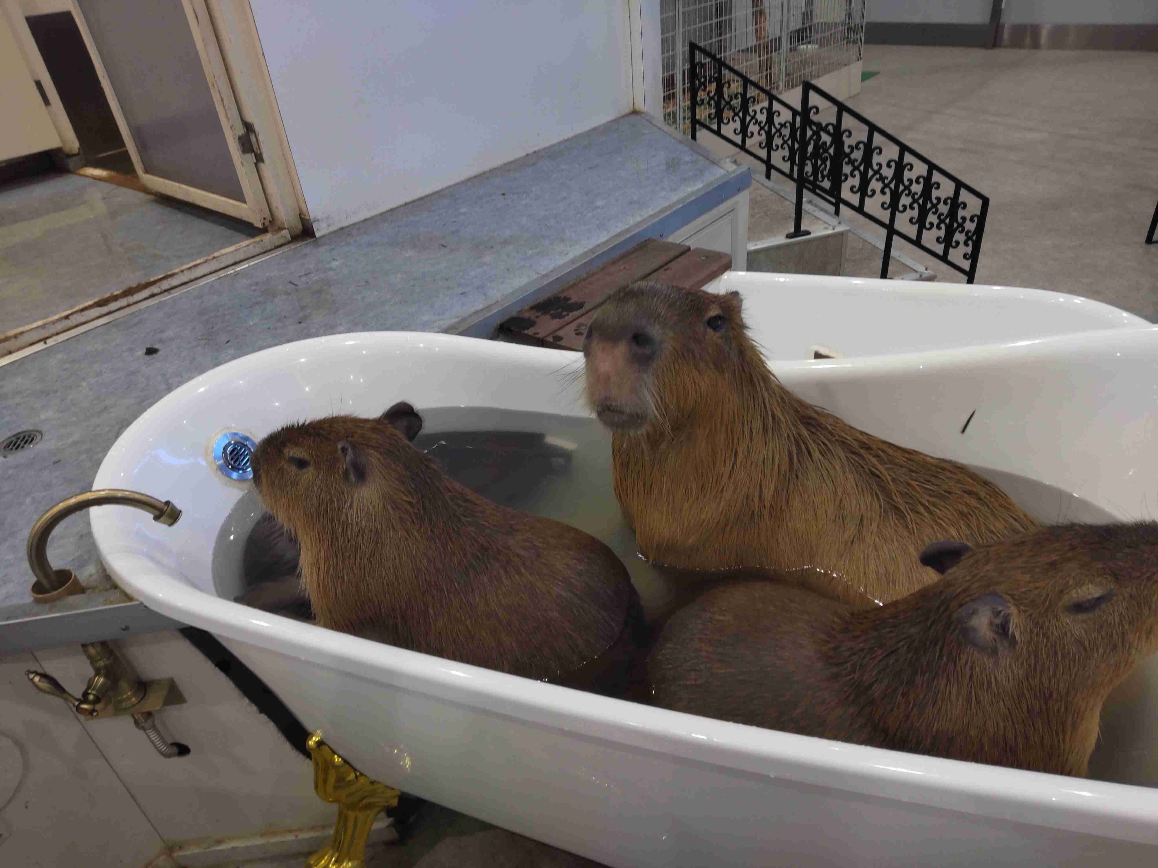 動物園や水族館で撮った写真見せてください!