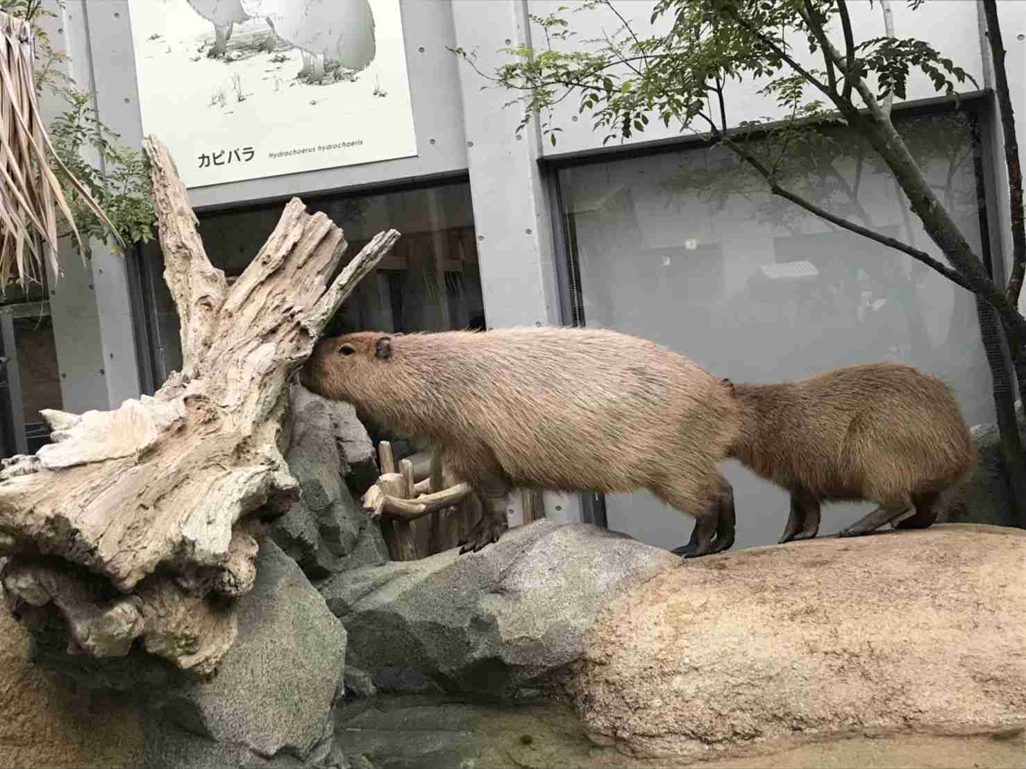 動物園や水族館で撮った写真見せてください!