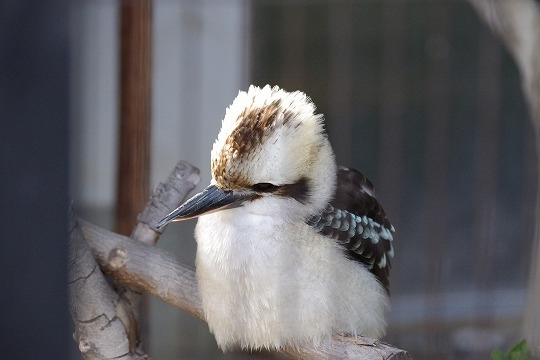 動物園や水族館で撮った写真見せてください!