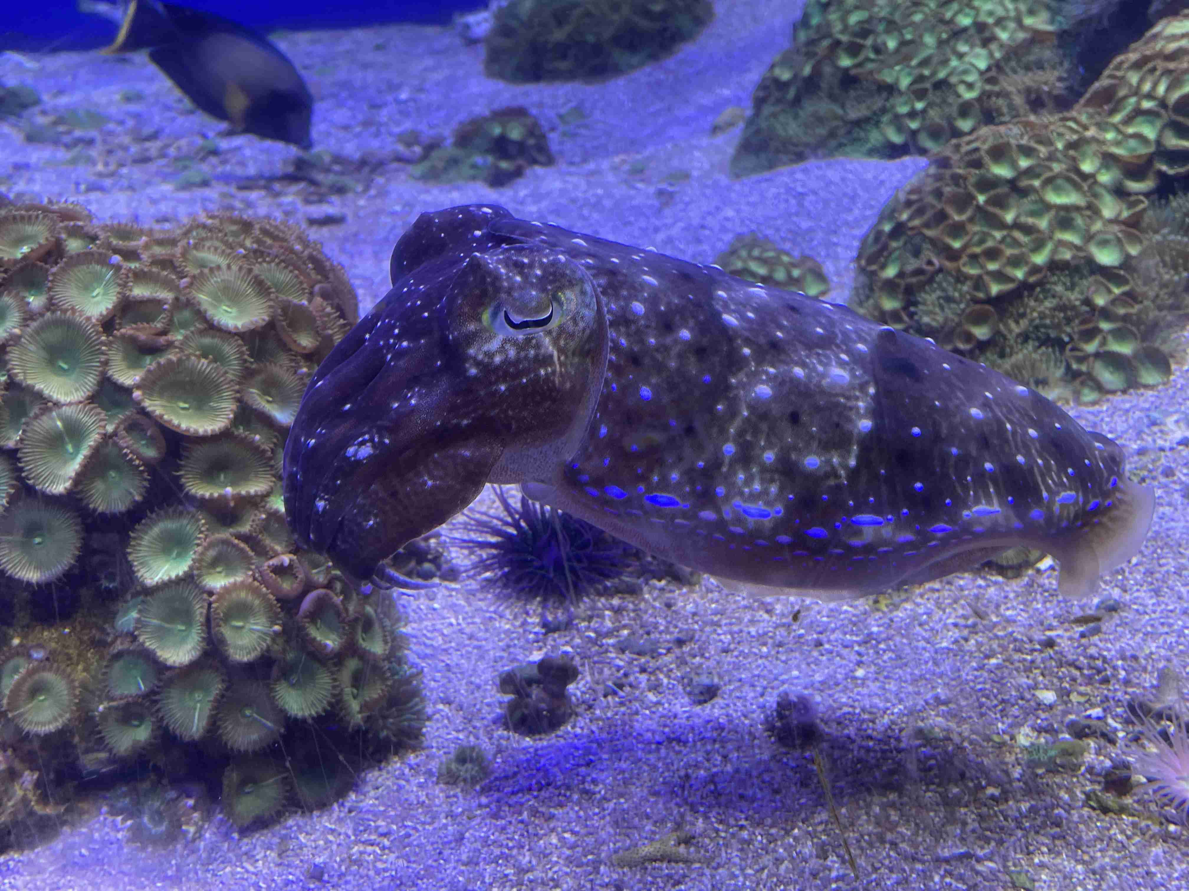 動物園や水族館で撮った写真見せてください!