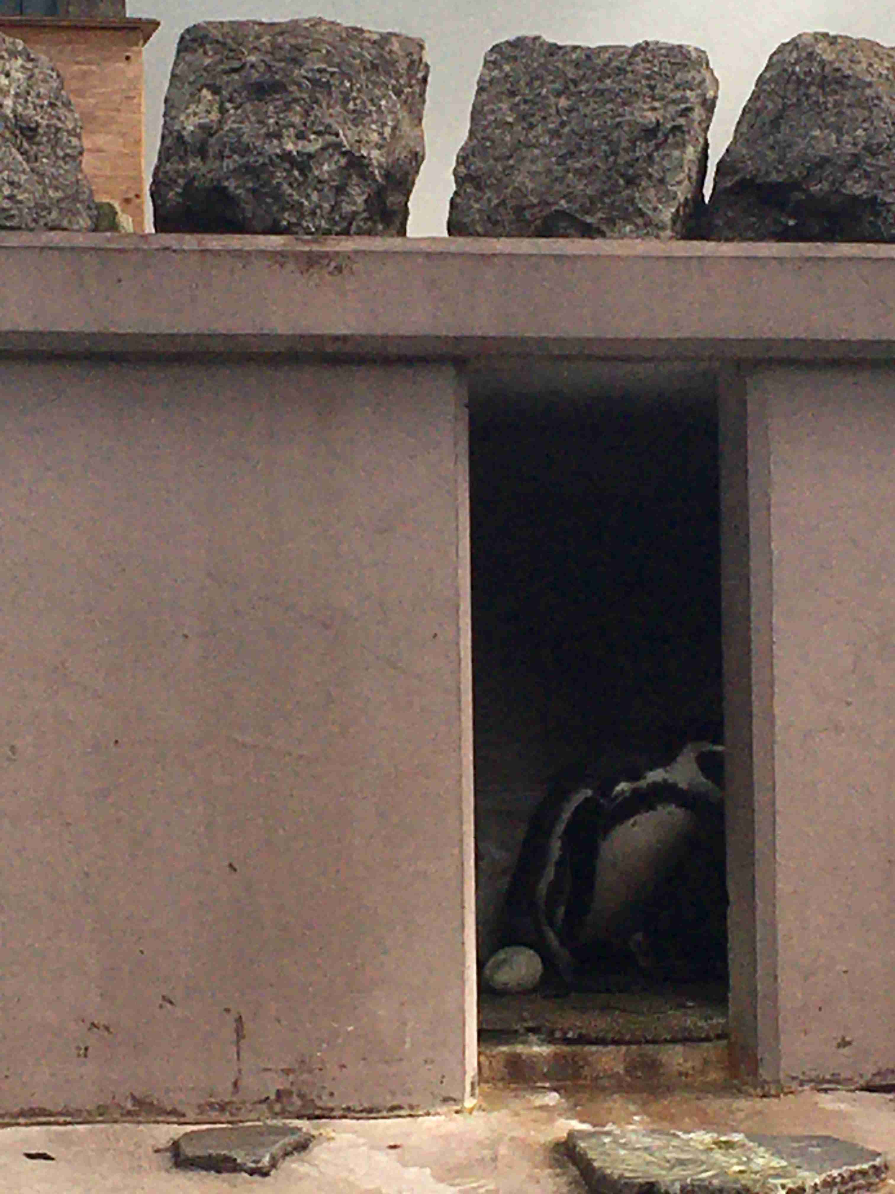 動物園や水族館で撮った写真見せてください!