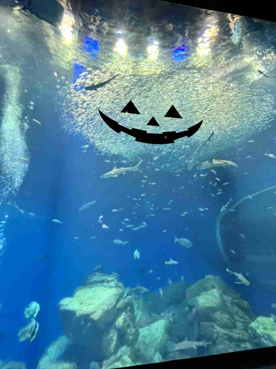 動物園や水族館で撮った写真見せてください!