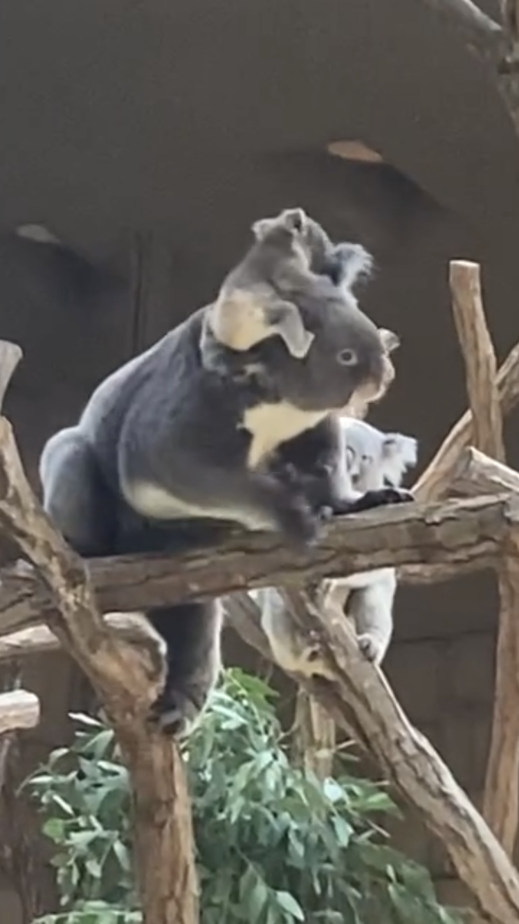 動物園や水族館で撮った写真見せてください!