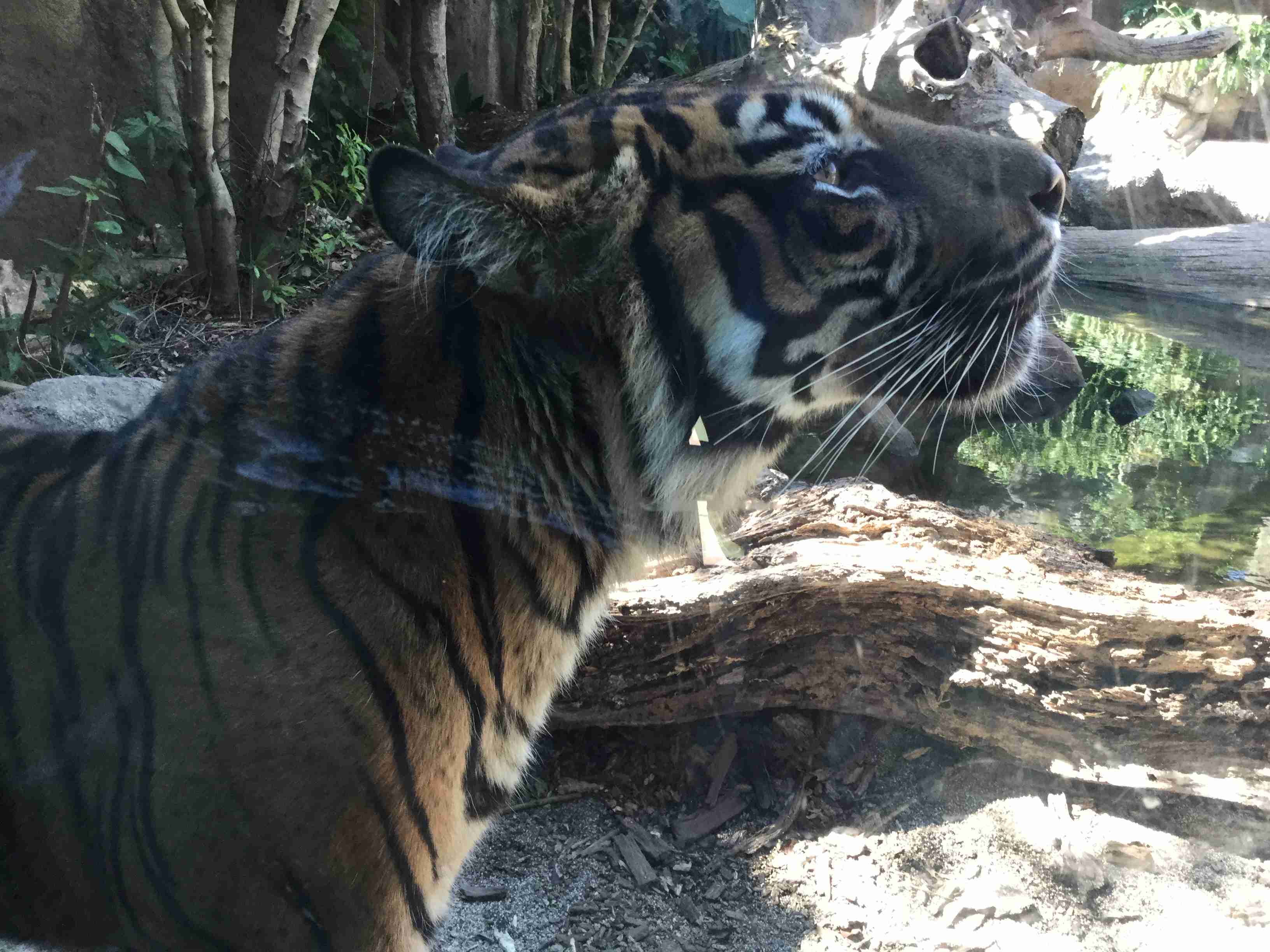 動物園や水族館で撮った写真見せてください!