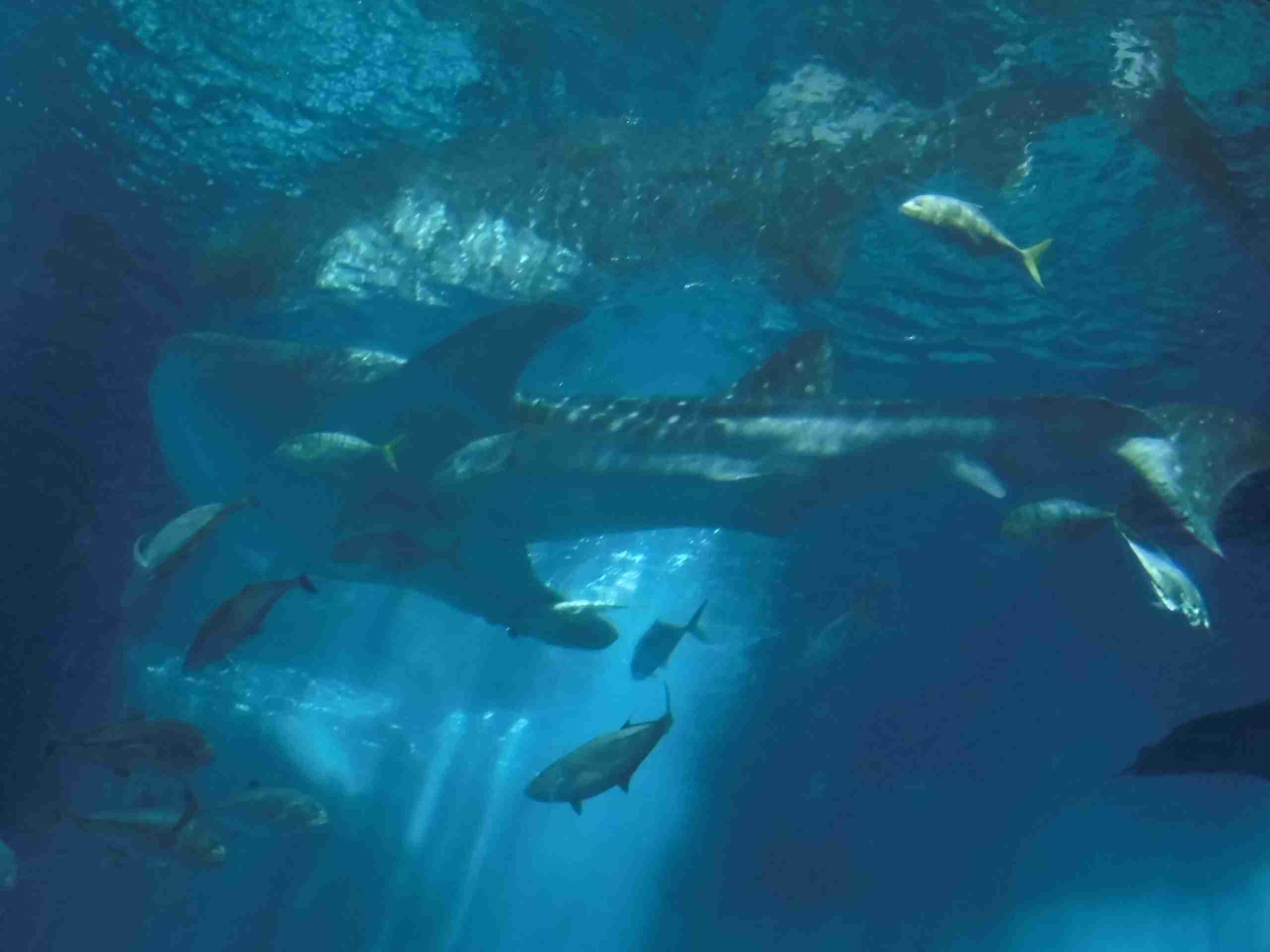 動物園や水族館で撮った写真見せてください!