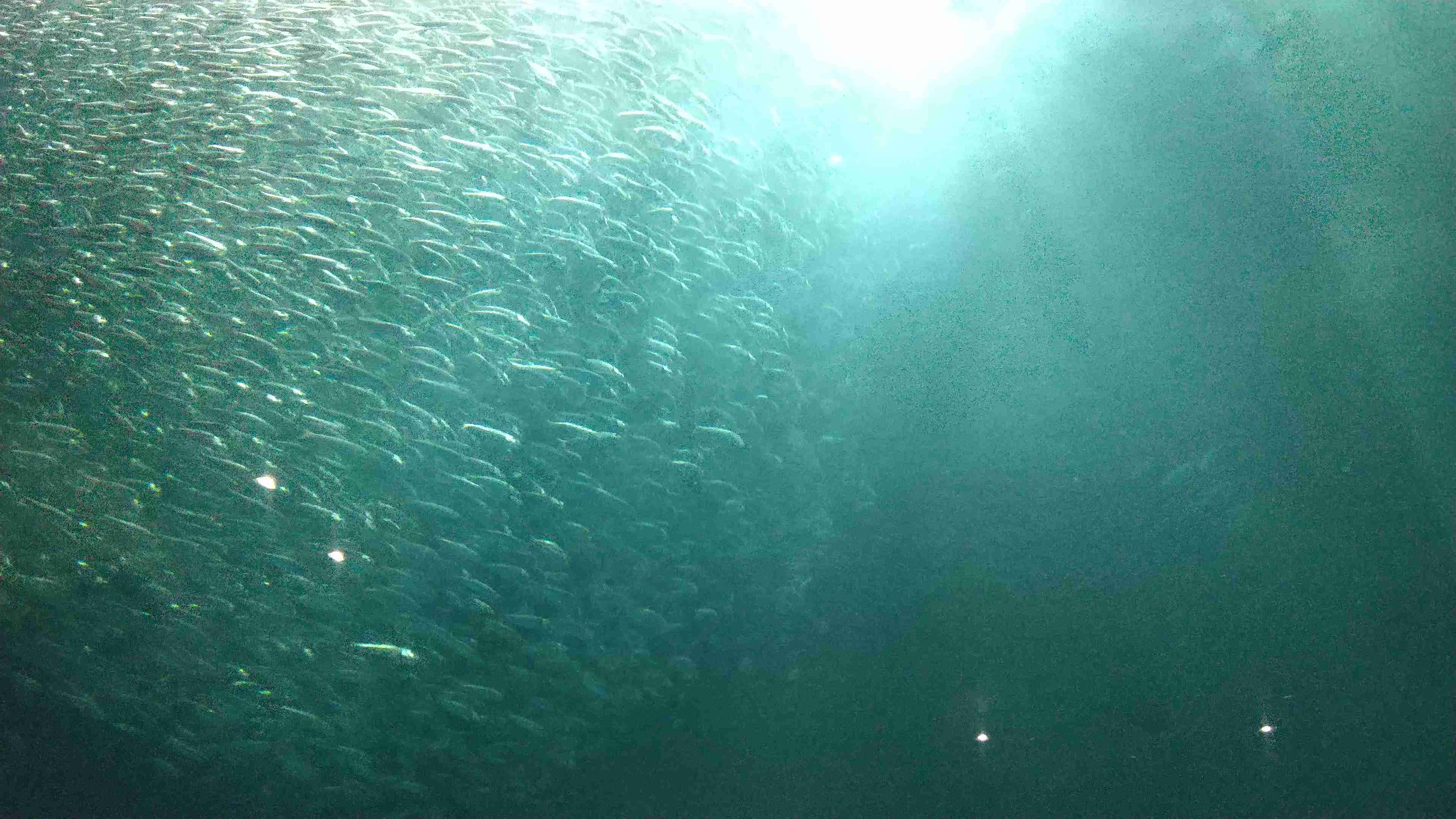 動物園や水族館で撮った写真見せてください!
