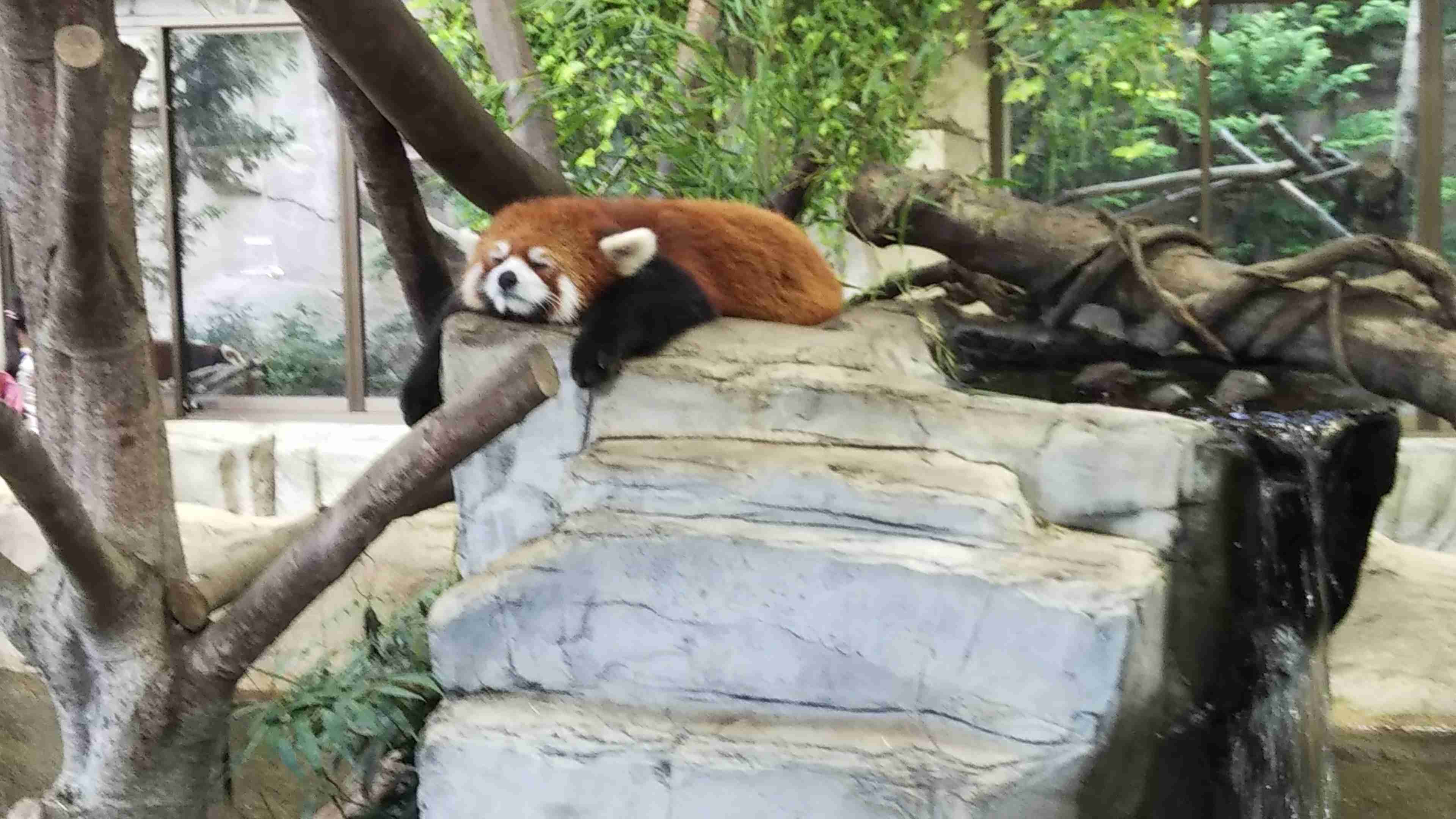 動物園や水族館で撮った写真見せてください!
