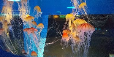 動物園や水族館で撮った写真見せてください!