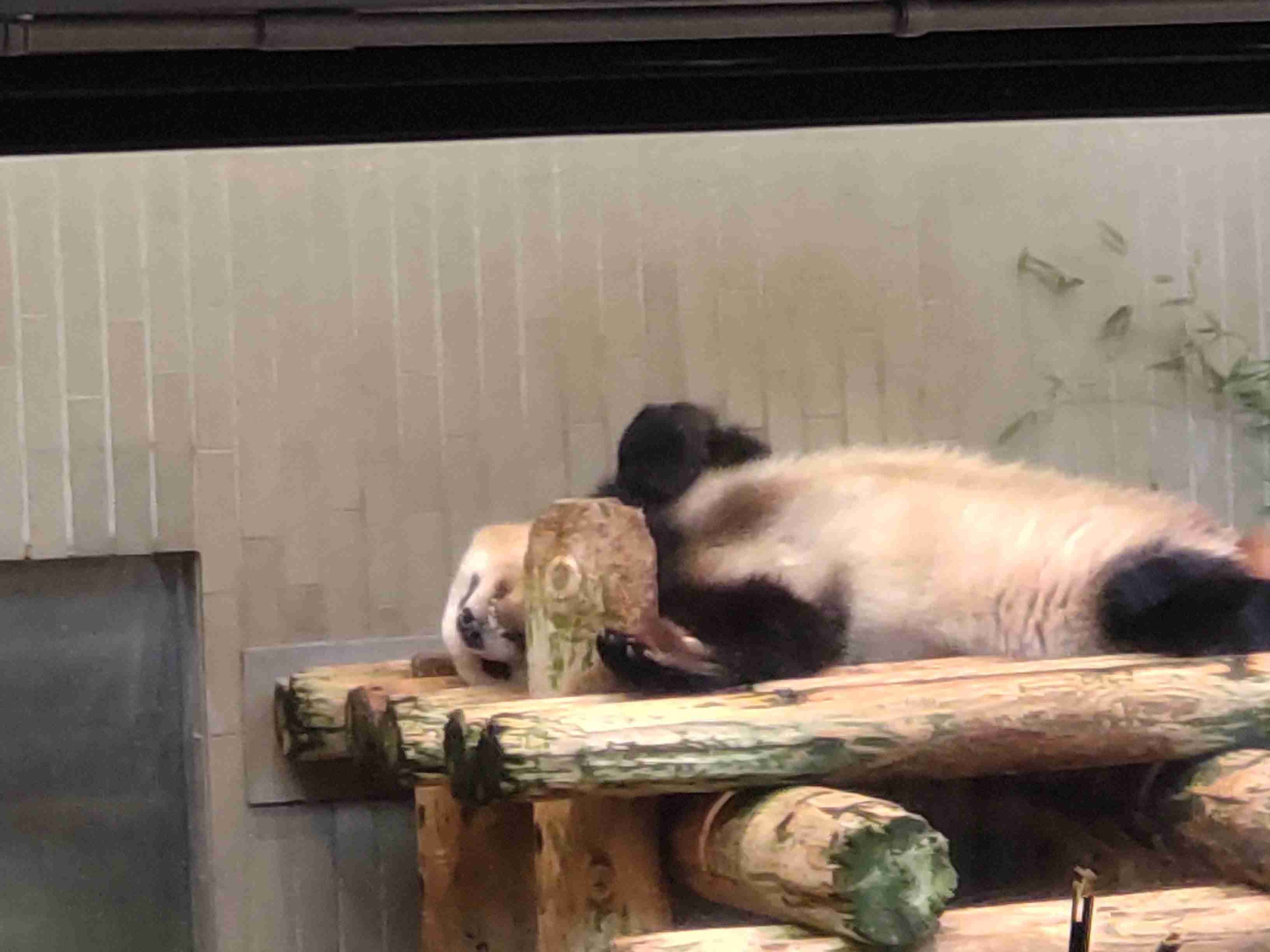 動物園や水族館で撮った写真見せてください!