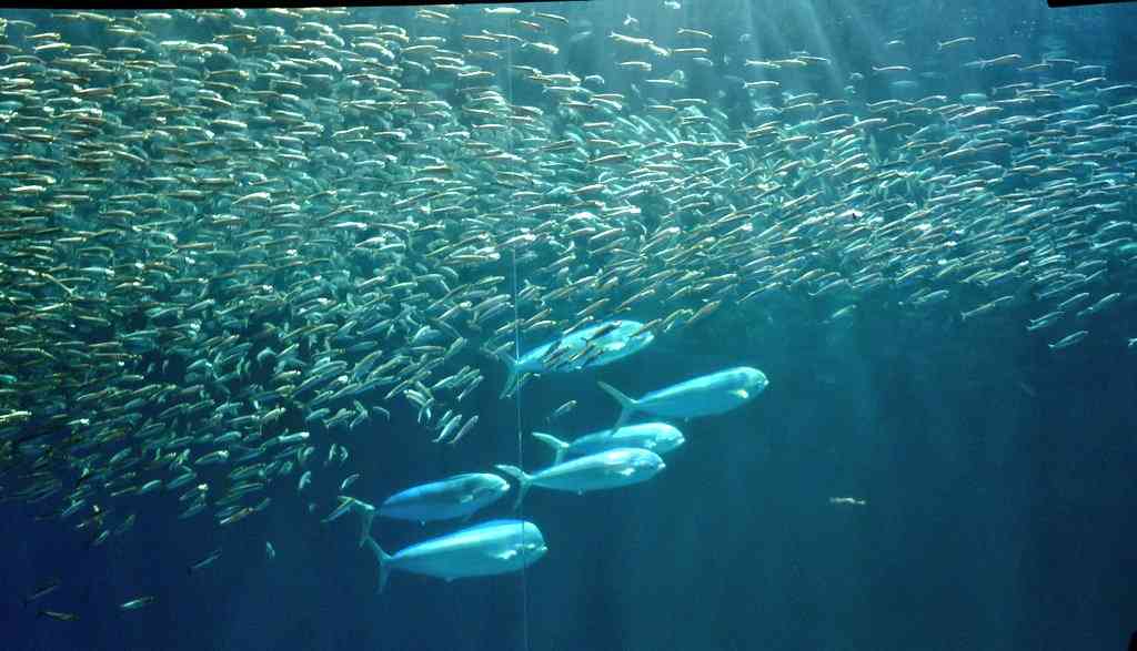 動物園や水族館で撮った写真見せてください!