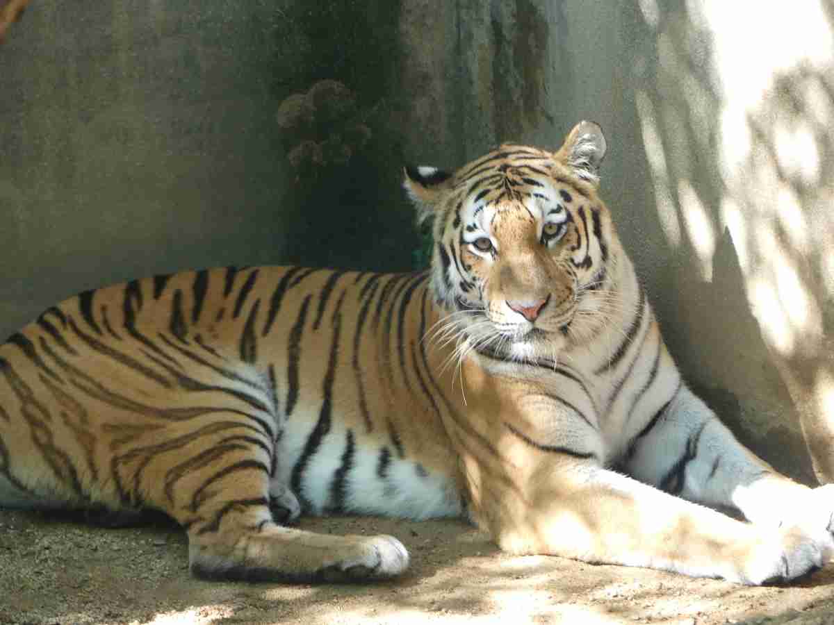 動物園や水族館で撮った写真見せてください!