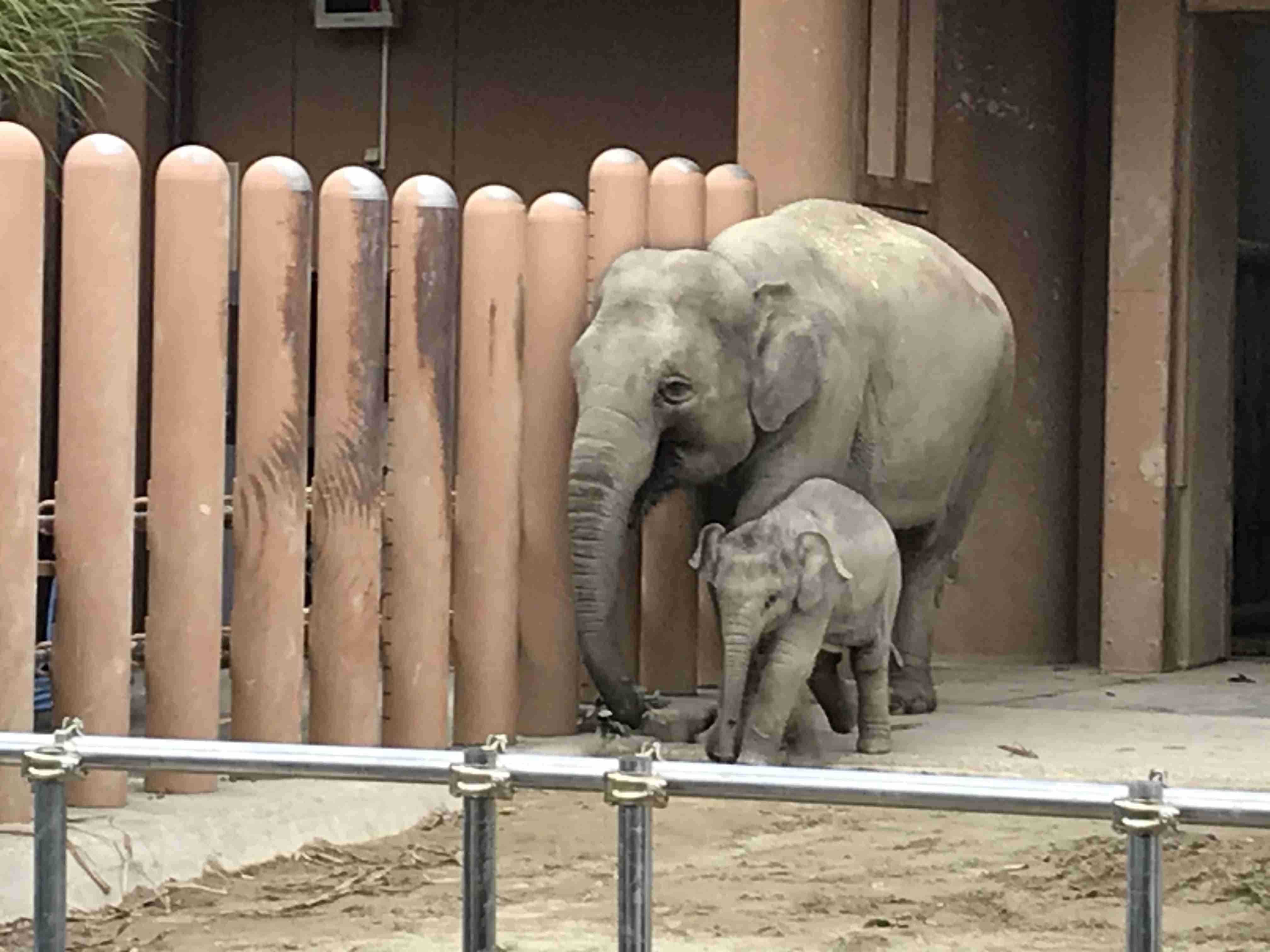 動物園や水族館で撮った写真見せてください!