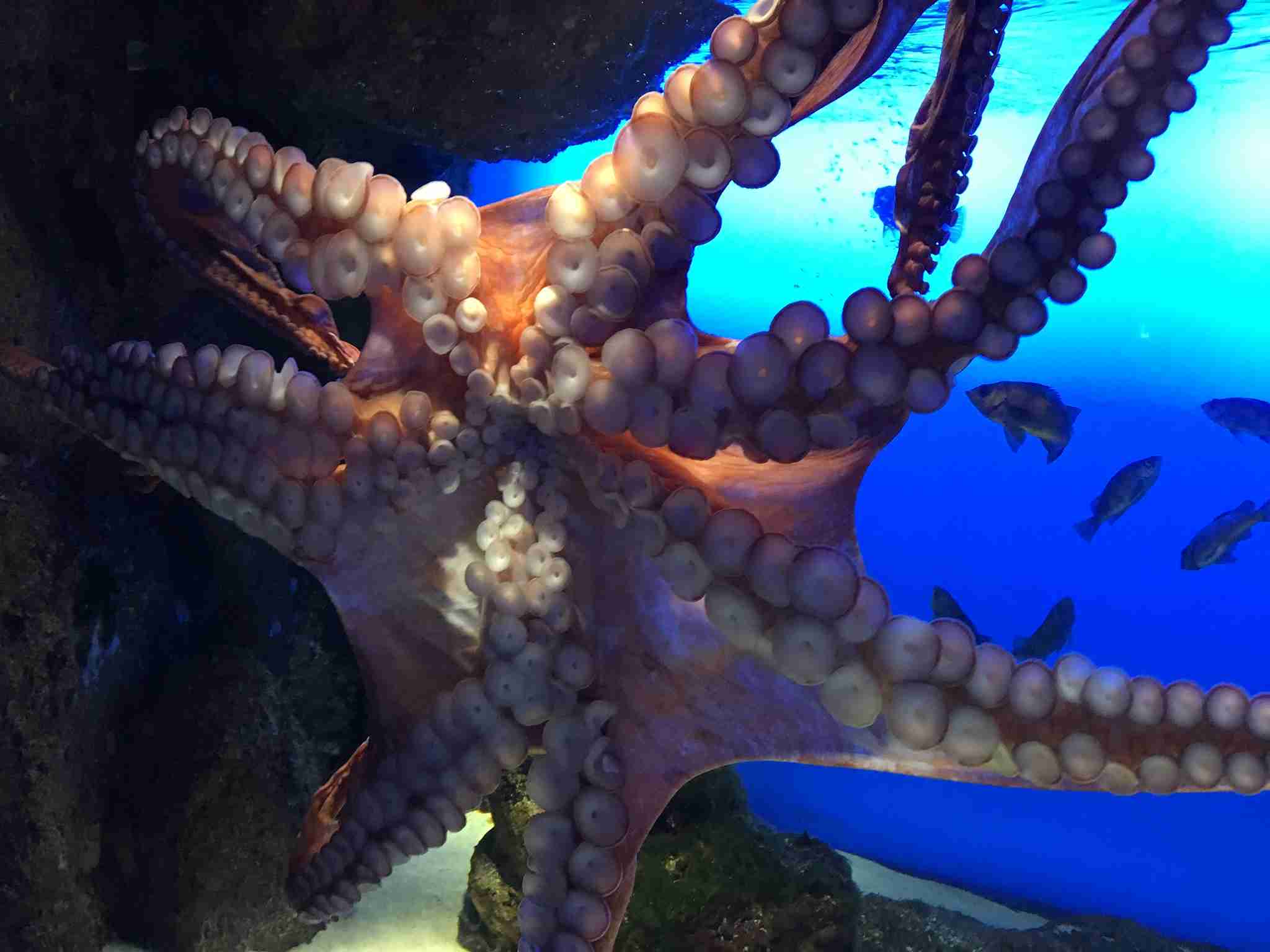 動物園や水族館で撮った写真見せてください!