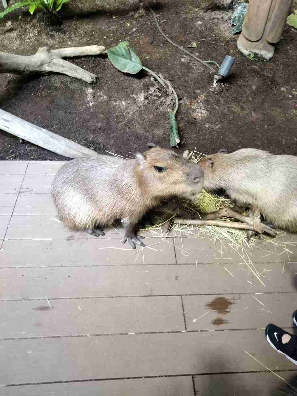 動物園や水族館で撮った写真見せてください!