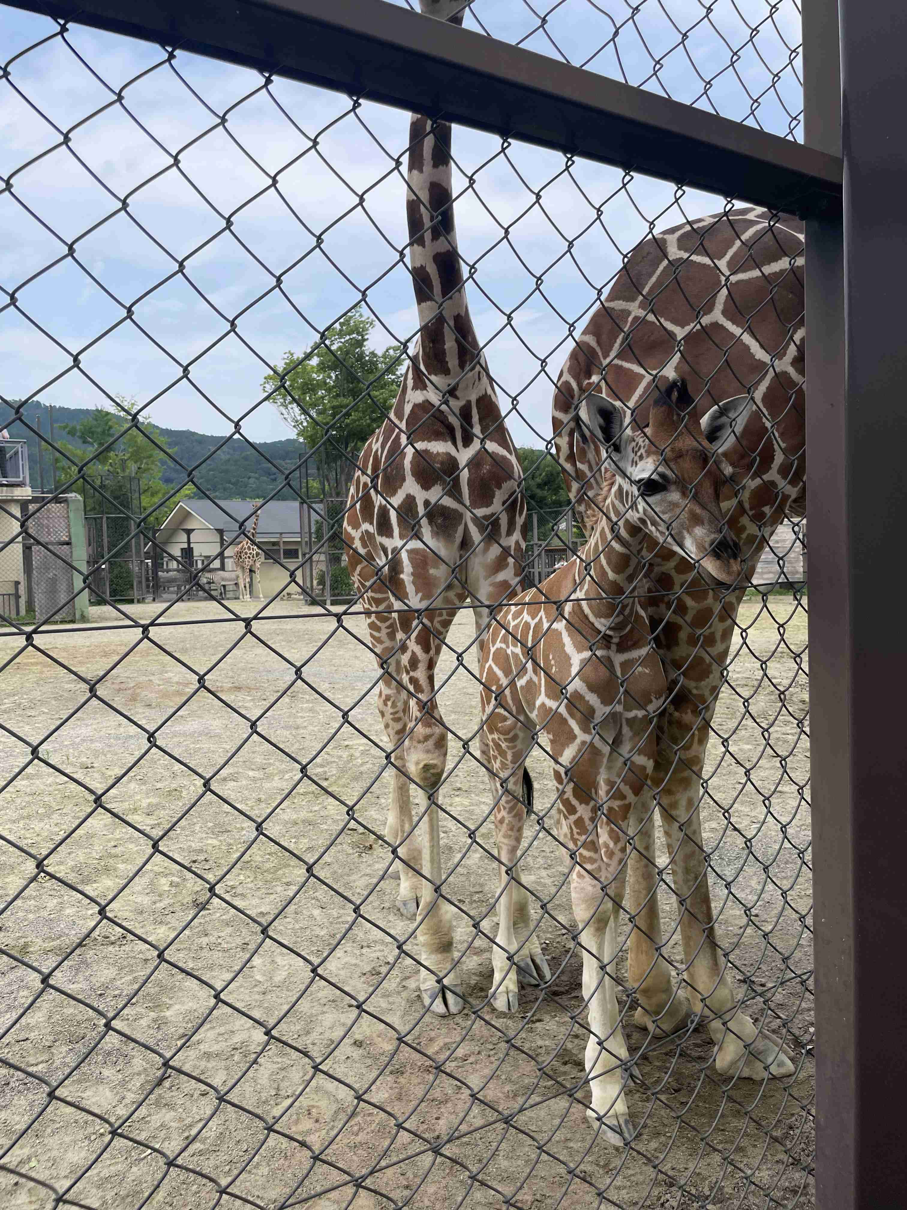 動物園や水族館で撮った写真見せてください!